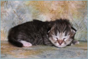 Male Siberian Kitten from Deedlebug Siberians